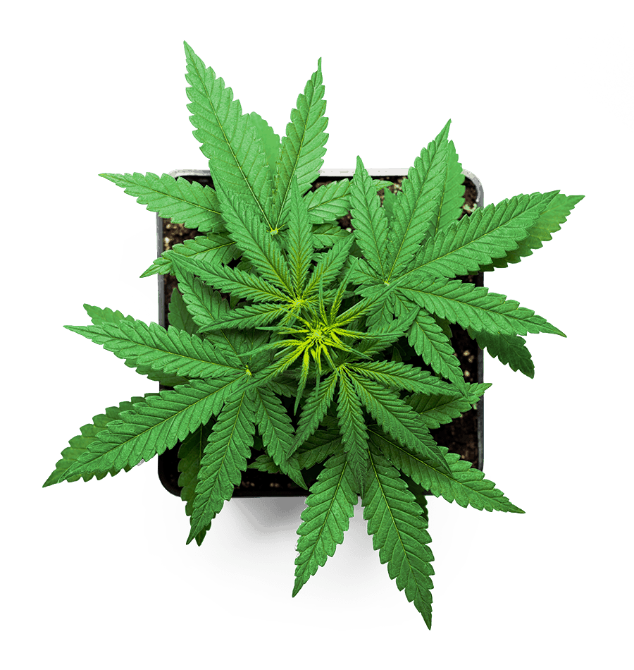 Cannabis plant in pot shown from above